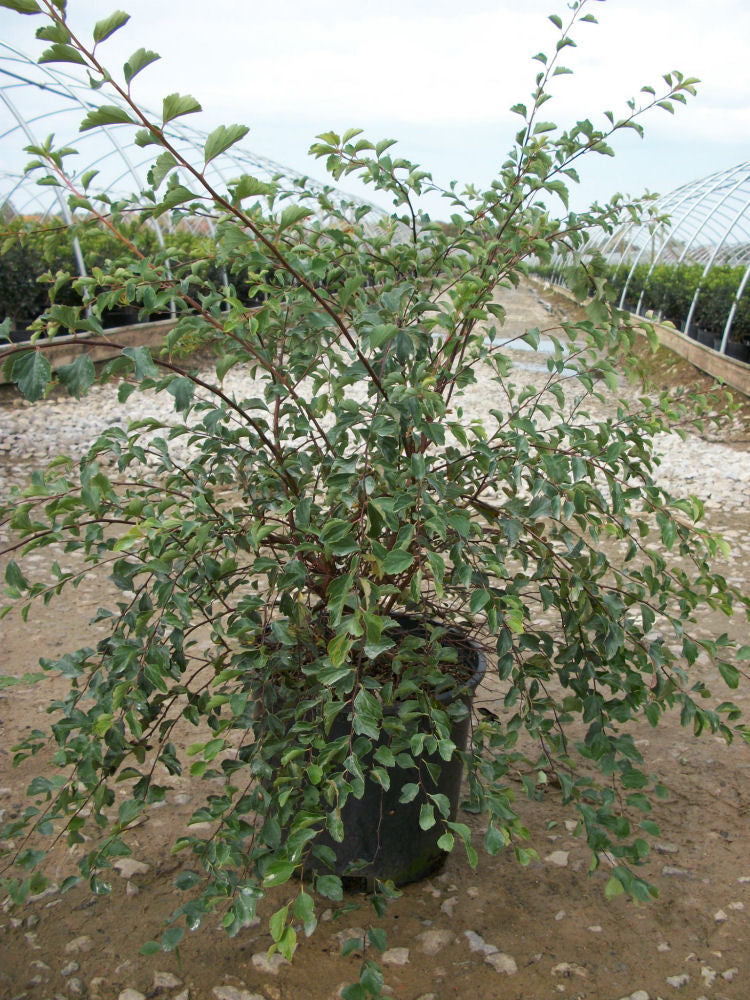 Renaissance Spiraea (Spiraea x vanhouttei 'Renaissance') - 3 gallon 15"