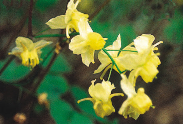 Sulphureum Barrenwort (Epimedium x versicolor 'Sulphureum') - 1 gallon