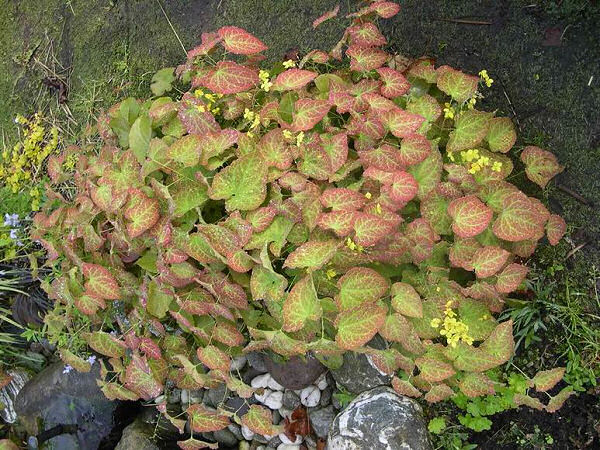 Yellow Barrenwort (Epimedium x perralchinum 'Frohnleiten') - 1 gallon