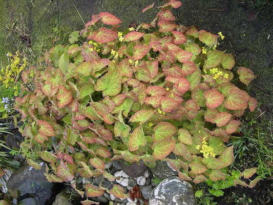 Yellow Barrenwort (Epimedium x perralchinum 'Frohnleiten') - 1 gallon