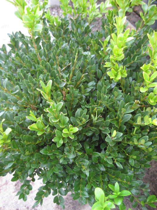 Green Velvet Boxwood (Buxus microphylla 'Green Velvet') - 1 gallon 8"