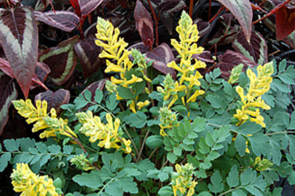 Canary Feathers® Fumewort (Corydalis canary 'Canary Feathers') - 1 gallon