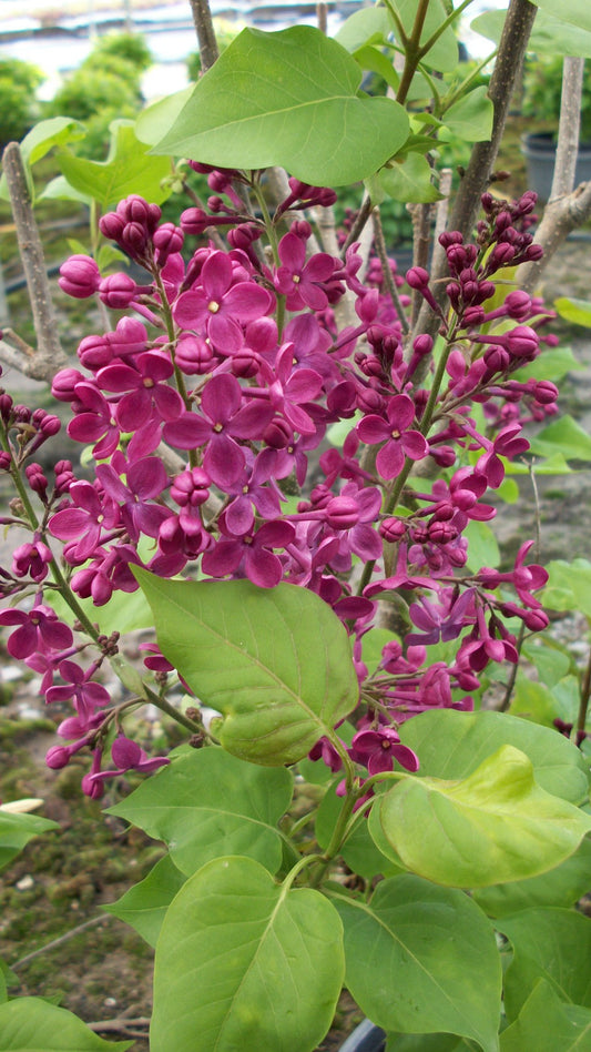 Declaration Lilac (Syringa x hyacinthiflora 'Declaration') - 3 gallon 24-30"