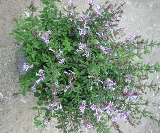 Baby Lilac Shrub (Leptodermis oblonga) - 2 gallon 10"