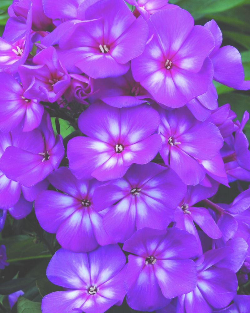 Grape Lollipop™ Phlox (Phlox paniculata 'Ditomsur') - 1 gallon