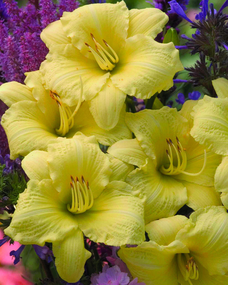 Rainbow Rhythm® 'Going Bananas' Daylily (Hemerocallis going 'Going Bananas') - 1 gallon