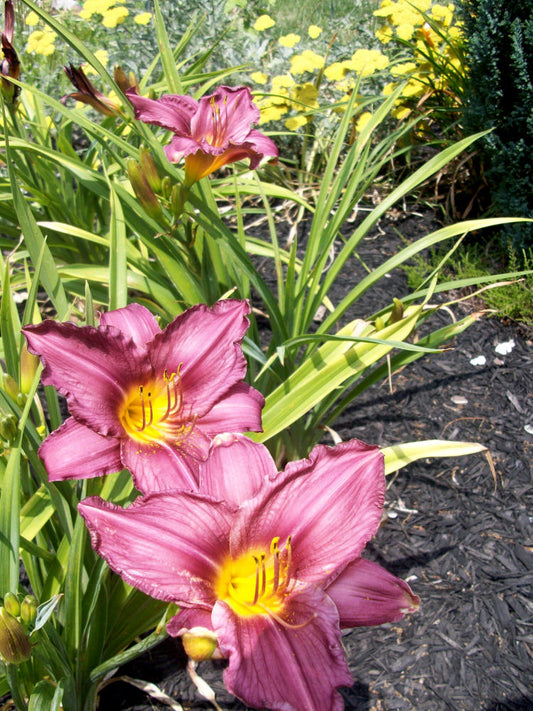 Purple d'Oro Daylily (Hemerocallis purple 'Purple d'Oro') - 1 gallon