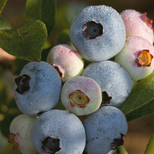 Chandler Highbush Blueberry (Vaccinium chandler 'Chandler') - 1 gallon 10"