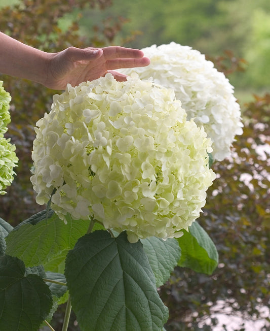 Incrediball® Smooth Hydrangea (Hydrangea arborescens 'Abetwo') - 3 gallon