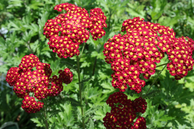 Strawberry Seduction Yarrow (Achillea millefolium 'Strawberry Seduction') - 1 gallon