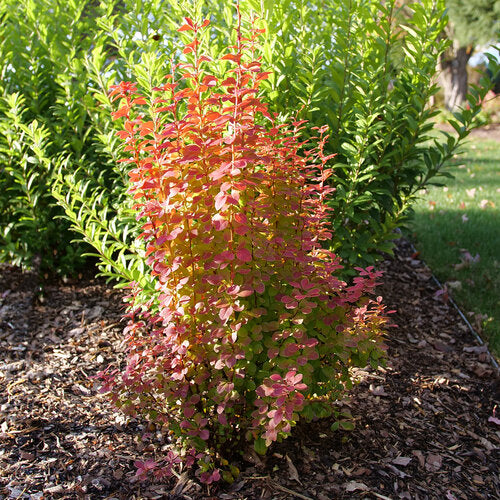 Sunjoy Orange Pillar® Barberry (Berberis thunbergii 'Sunjoy Orange Pillar') - 3 gallon 12"