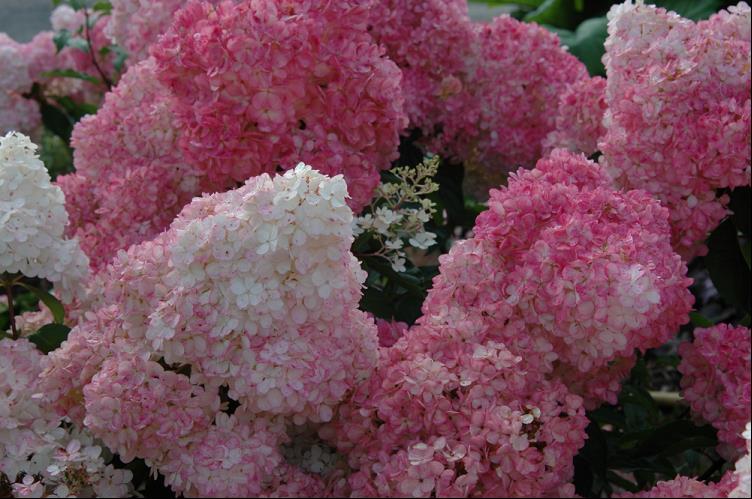 Vanilla Strawberry™ Hydrangea (Hydrangea paniculata 'Renhy') - 3 gallon