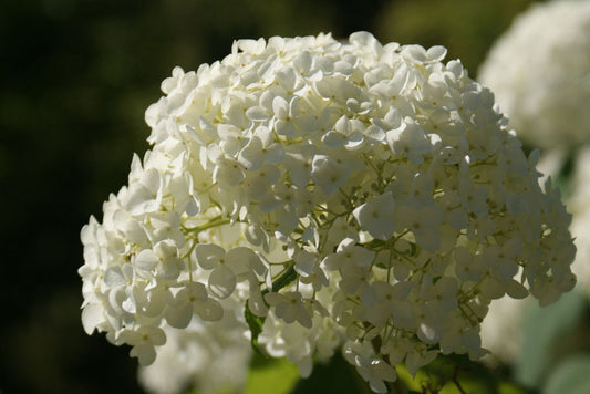Annabelle Smooth Hydrangea (Hydrangea arborescens 'Annabelle') - 2 gallon