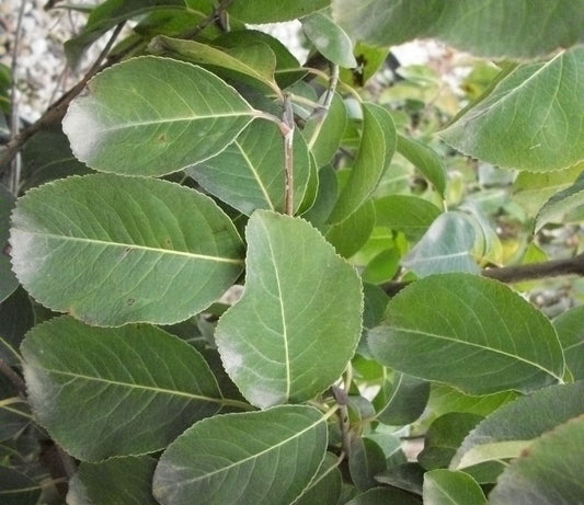 Blackhaw Viburnum (Viburnum prunifolium) - 3 gallon 15"