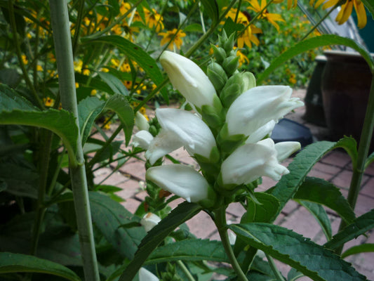 Turtlehead (Chelone glabra) - 1 gallon