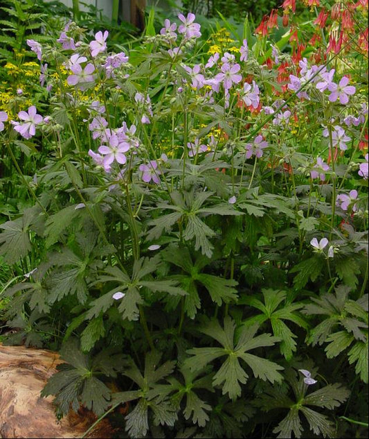 Espresso Cranesbill (Geranium M 'Espresso') - 1 gallon