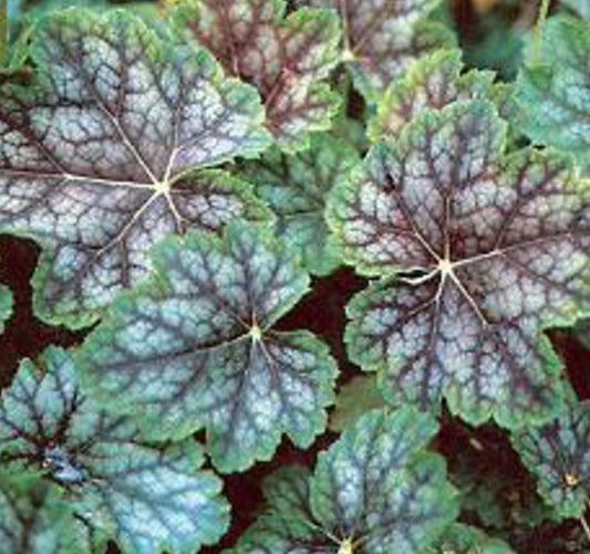 Dale's Strain Coral Bells (Heuchera americana 'Dale's Strain') - 1 gallon