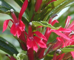 Cardinal flower (Lobelia cardinalis) - 1 gallon