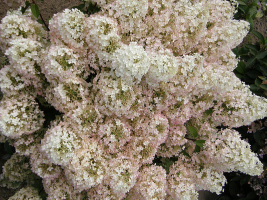 Bobo® Panicle Hydrangea (Hydrangea paniculata 'ILVOBO') - 2 gallon