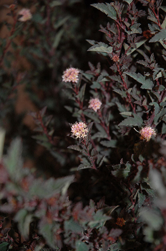 Little Devil™ Ninebark (Physocarpus opulifolius 'Donna May') - 3 gallon 15"