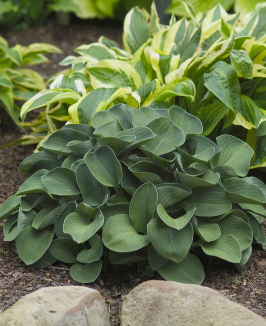 Blue Mouse Ears Plantain Lily (Hosta blue 'Blue Mouse Ears') - 1 gallon