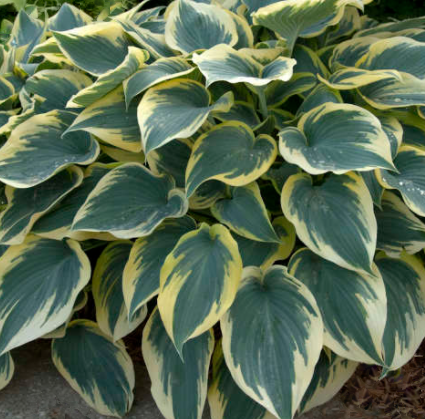 First Frost Plantain Lily (Hosta first 'First Frost') - 1 gallon