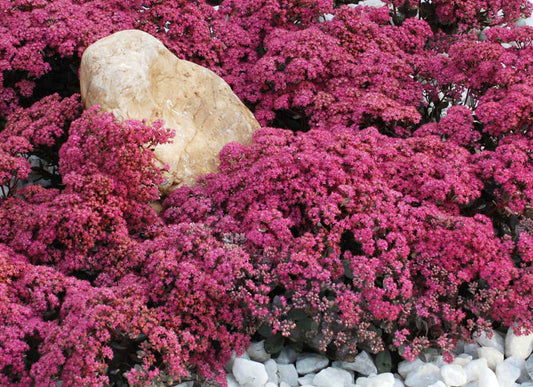 Dazzleberry Sedum (Sedum sedum 'Dazzleberry') - 1 gallon