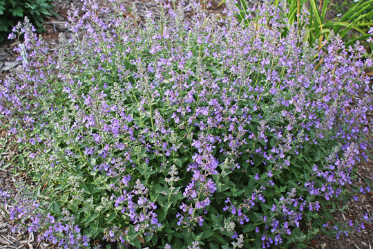 Junior Walker™ Catmint (Nepeta faassenii 'Novanepjun') - 1 gallon