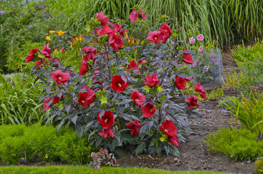 Midnight Marvel Rose Mallow (Hibiscus moscheutos 'Midnight Marvel') - 2 gallon