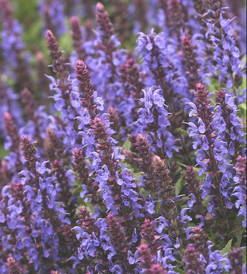 Sensation® Sky Blue Meadow Sage (Salvia nemerosa 'Sensation Sky Blue') - 1 gallon