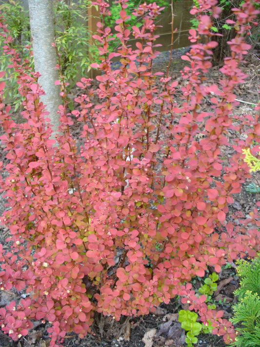 Orange Rocket Barberry (Berberis thunbergii 'Orange Rocket') - 2 gallon 15"