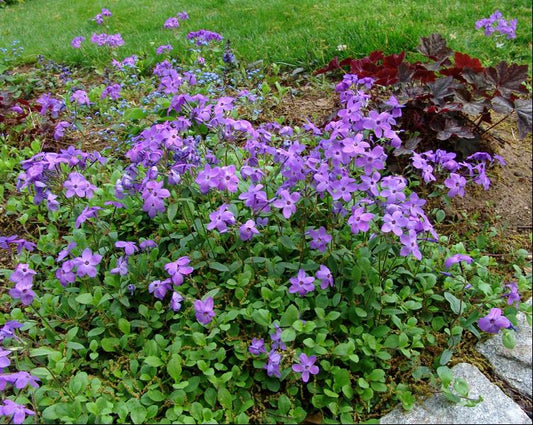 Sherwood Purple Creeping Phlox (Phlox stolonifera 'Sherwood Purple') - 1 gallon