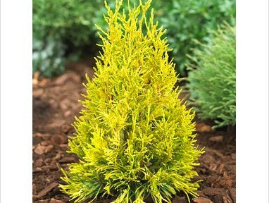 Forever Goldy Arborvitae (Thuja plicata '4Ever Goldy') - 3 gallon 15"