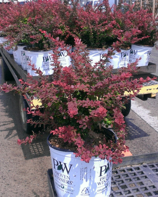 Sunjoy® Tangelo™ Barberry (Berberis thunbergii 'Sunjoy Tangelo') - 3 gallon