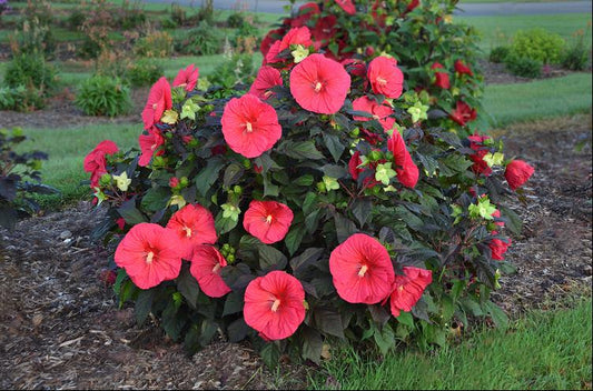 Mars Madness Rose Mallow (Hibiscus mars 'Madness') - 2 gallon