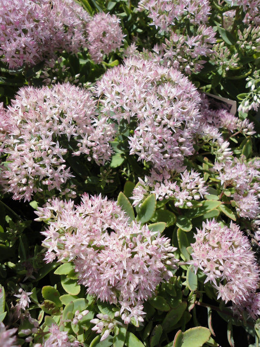Rock 'N Round® 'Pure Joy' Stonecrop (Sedum pure 'Joy') - 1 gallon