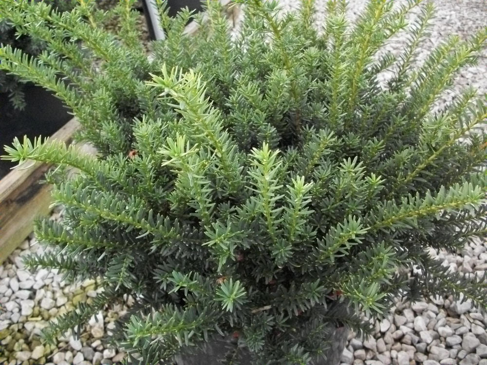 Ward's Yew (Taxus x media 'Wardii') - 3 gallon 12"