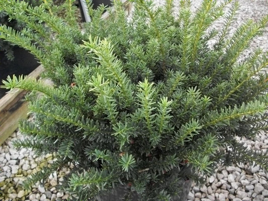 Ward's Yew (Taxus x media 'Wardii') - 3 gallon 12"