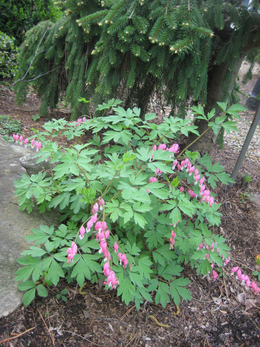 Bleeding Heart (Dicentra spectabilis) - QT