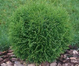 Hetz Midget Globe Arborvitae (Thuja occidentalis 'Hetz Midget') - 3 gallon 10-12"