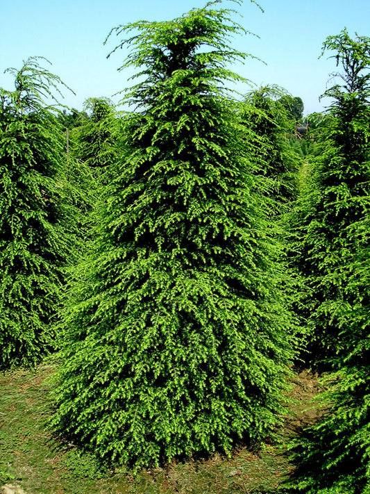 Canadian Hemlock (Tsuga canadensis) - 1 gallon 8-10"