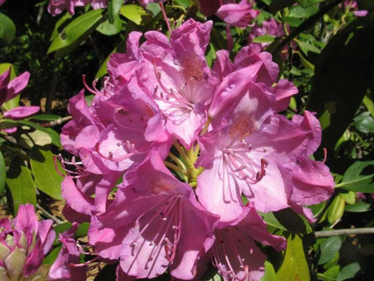 English Roseum Rhododendron (Rhododendron 'English Roseum') - 3 gallon 15"