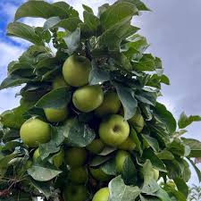 Fruit Snacks® Tangy Green™ Apple (Malus 'Fruit Tangy Green') - 2 gallon