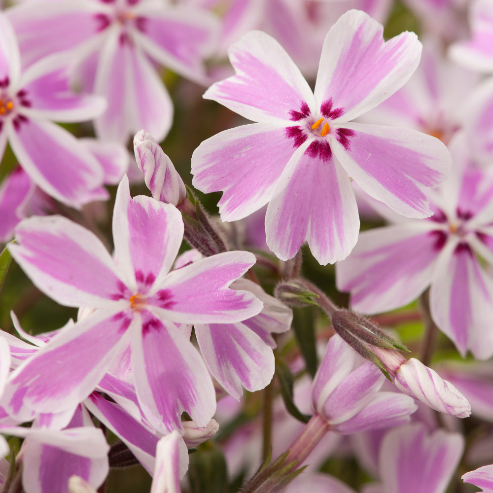 Candy Stripe Creeping Phlox (Phlox subulata 'Candy Stripe') - 1 gallon