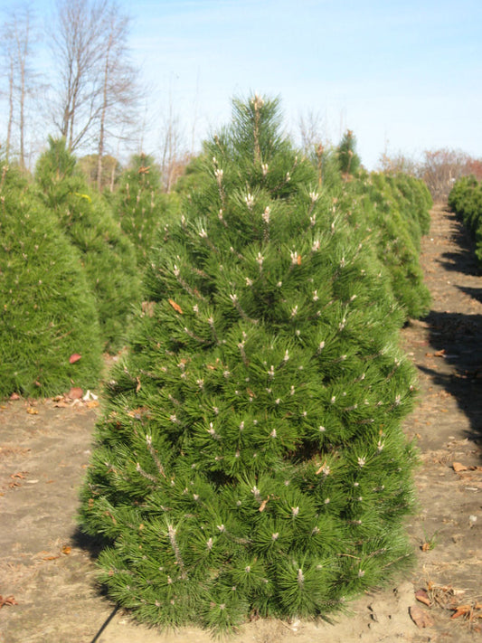 Austrian Pine (Pinus nigra) - 1 gallon 12"