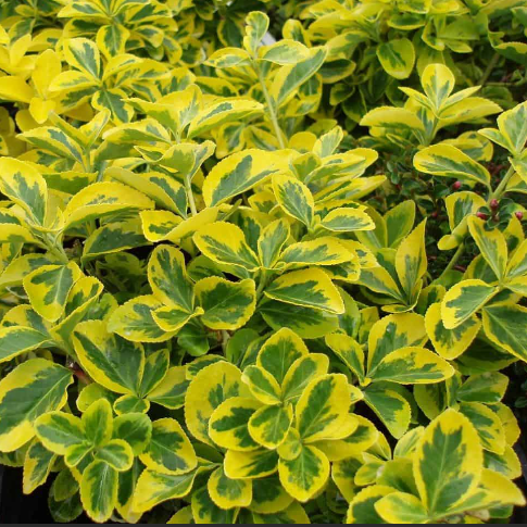 Emerald ‘n Gold Wintercreeper (Euonymus fortunei 'Emerald N Gold') - 2 gallon 10"
