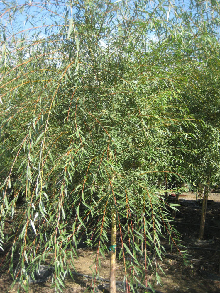 Weeping Golden Willow (Salix alba 'Tristis') - 3 gallon 48" TREE