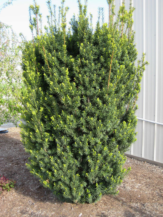 Hick's  Yew (Taxus x media 'Hicksii') - 1 gallon