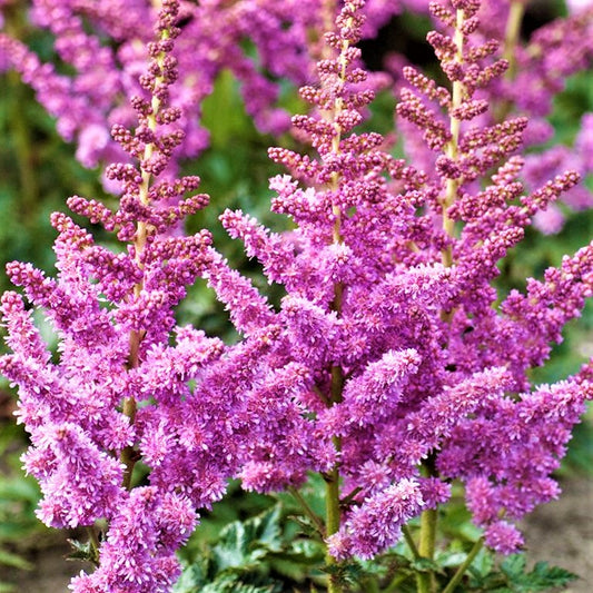 Little Vision In Purple Astilbe (Astilbe chinensis 'Little Vision in Purple') - 1 gallon