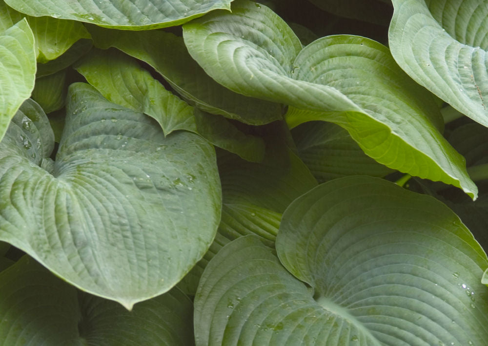Elegans Plantain Lily (Hosta sieboldiana 'Elegans') - QT